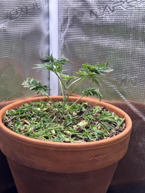 George became Bush (Outdoor Banger). Week 5
