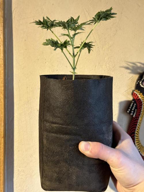 George became Bush (Outdoor Banger). Week 5