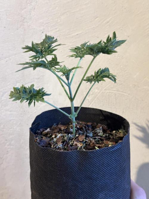George became Bush (Outdoor Banger). Week 5