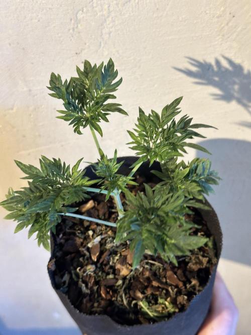 George became Bush (Outdoor Banger). Week 5