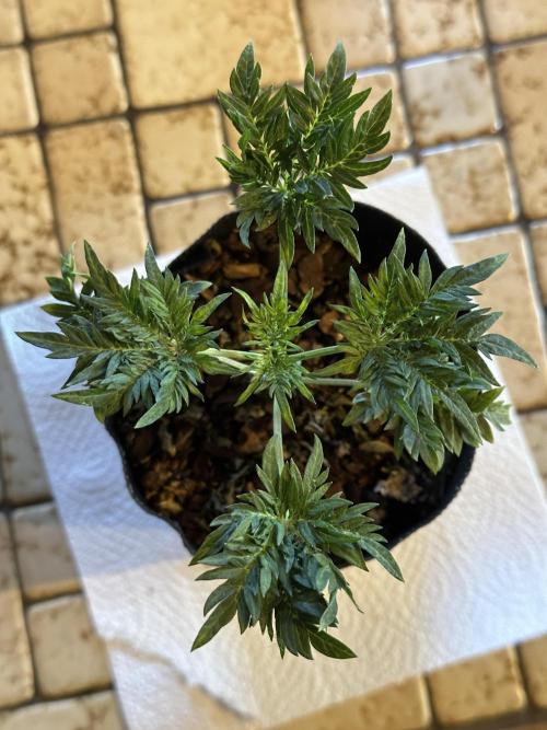 George became Bush (Outdoor Banger). Week 5