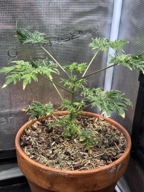 George became Bush (Outdoor Banger). Week 7