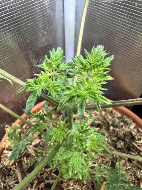 George became Bush (Outdoor Banger). Week 7