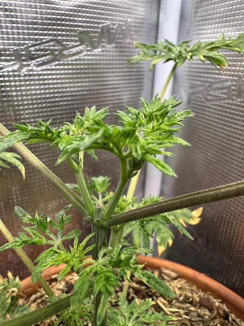 George became Bush (Outdoor Banger). Week 7