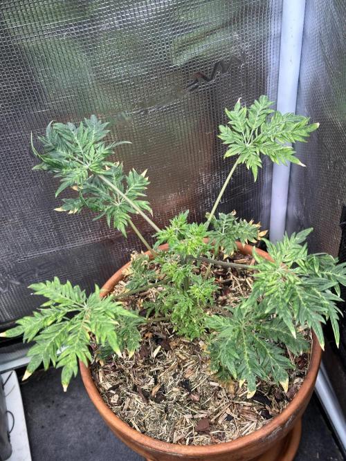 George became Bush (Outdoor Banger). Week 7