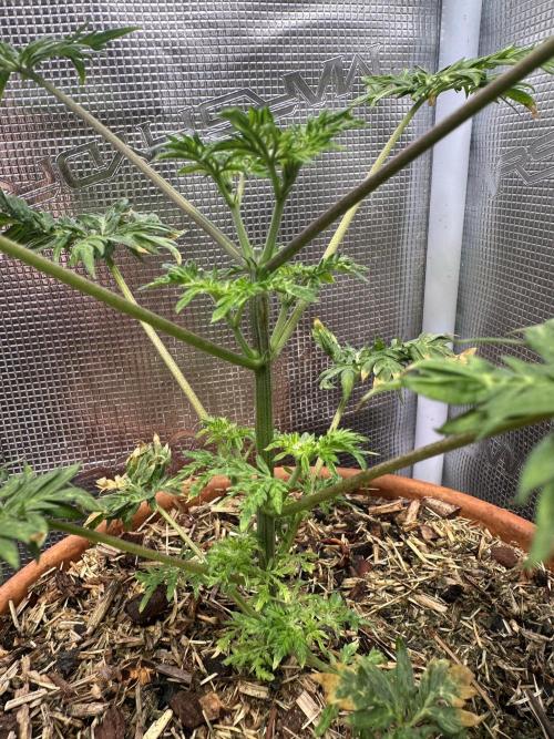 George became Bush (Outdoor Banger). Week 7