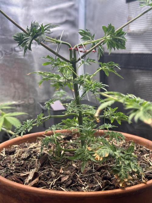 George became Bush (Outdoor Banger). Week 8