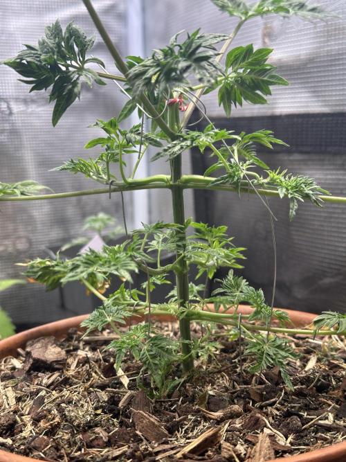 George became Bush (Outdoor Banger). Week 8