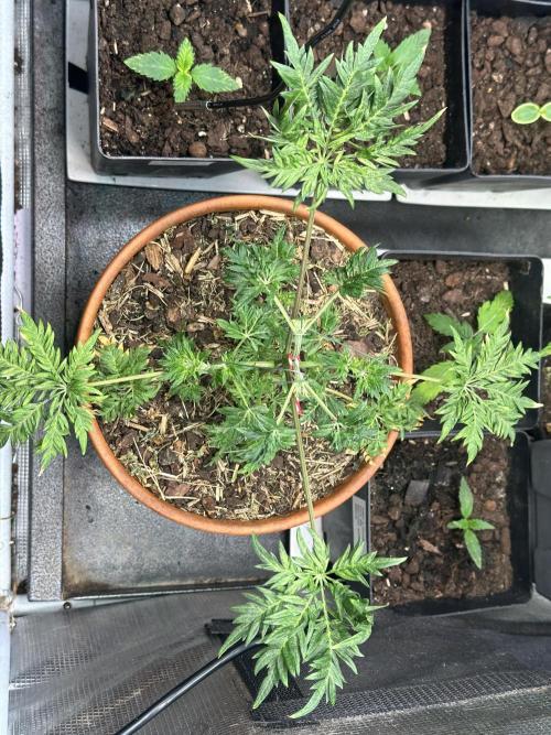 George became Bush (Outdoor Banger). Week 8