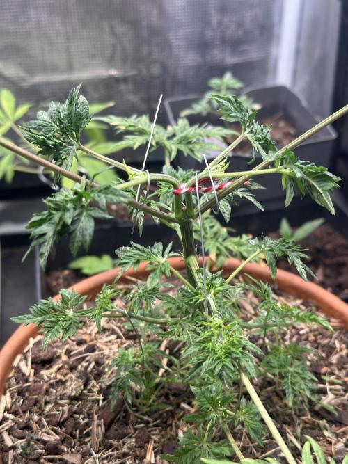 George became Bush (Outdoor Banger). Week 8