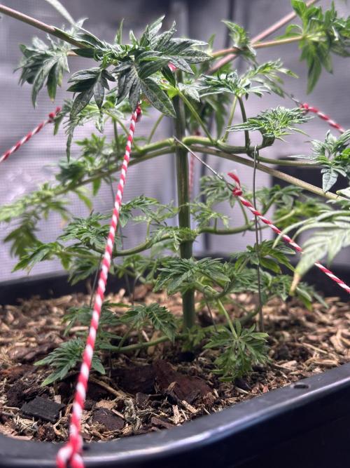 George became Bush (Outdoor Banger). Week 9