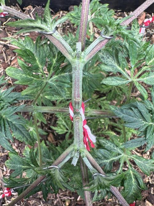 George became Bush (Outdoor Banger). Week 9