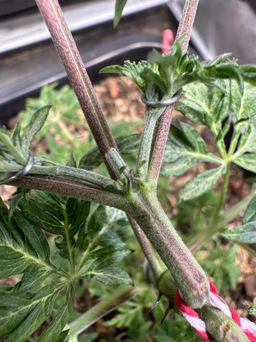 George became Bush (Outdoor Banger). Week 9