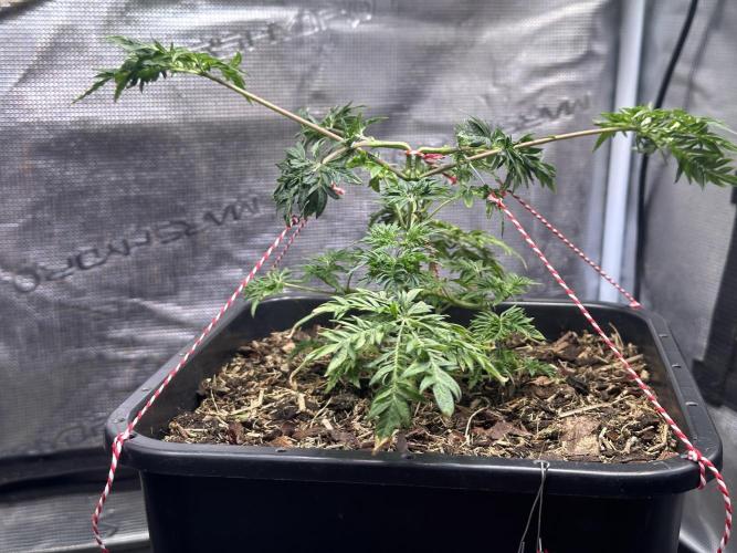 George became Bush (Outdoor Banger). Week 9