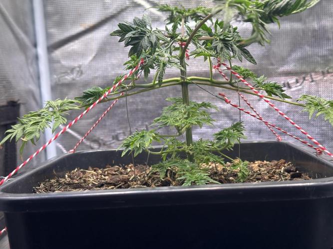 George became Bush (Outdoor Banger). Week 9