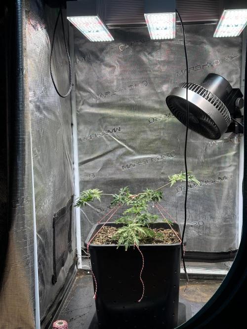 George became Bush (Outdoor Banger). Week 9