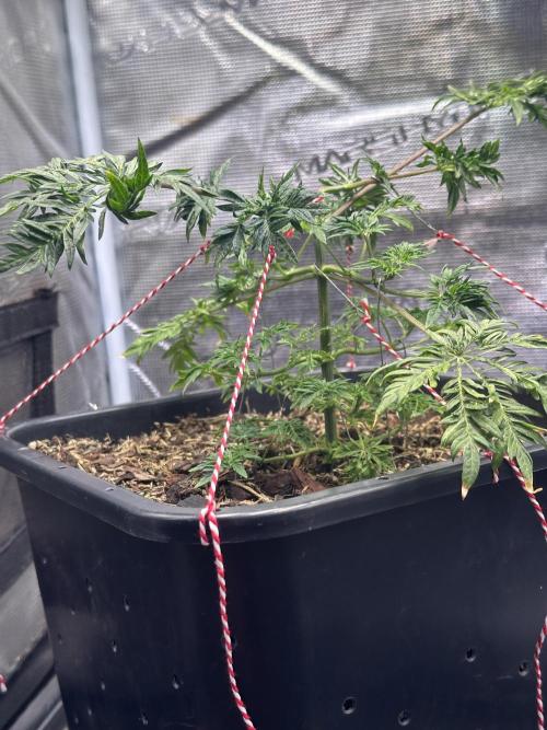 George became Bush (Outdoor Banger). Week 9