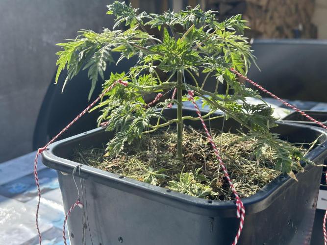 George became Bush (Outdoor Banger). Week 10