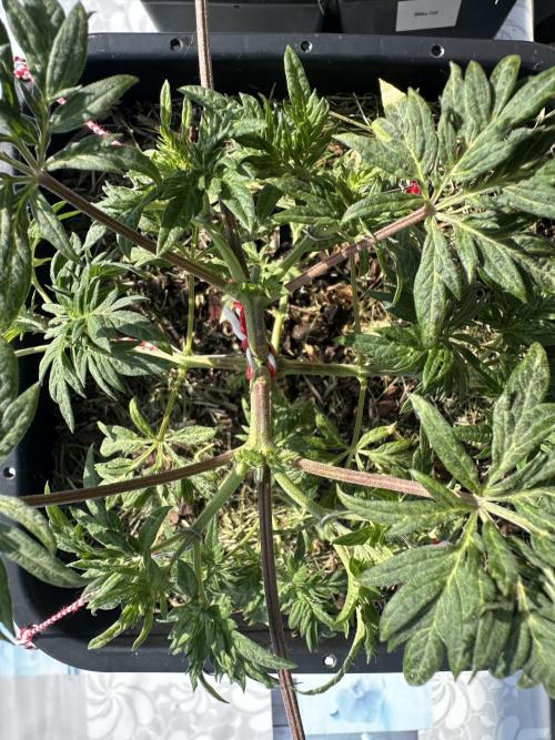George became Bush (Outdoor Banger). Week 10