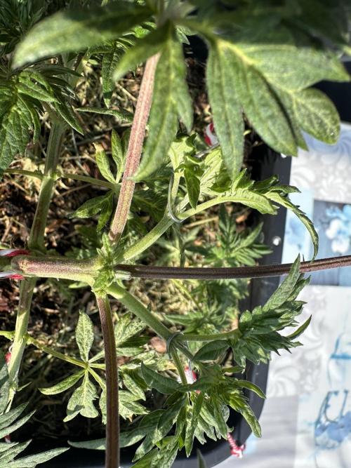 George became Bush (Outdoor Banger). Week 10