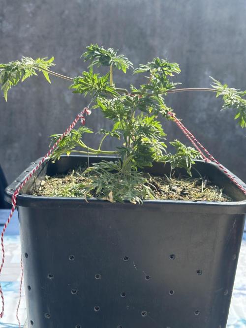 George became Bush (Outdoor Banger). Week 10