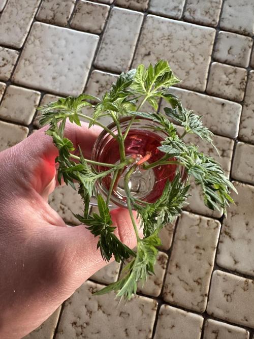 George became Bush (Outdoor Banger). Week 10
