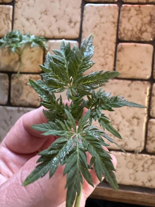 George became Bush (Outdoor Banger). Week 10
