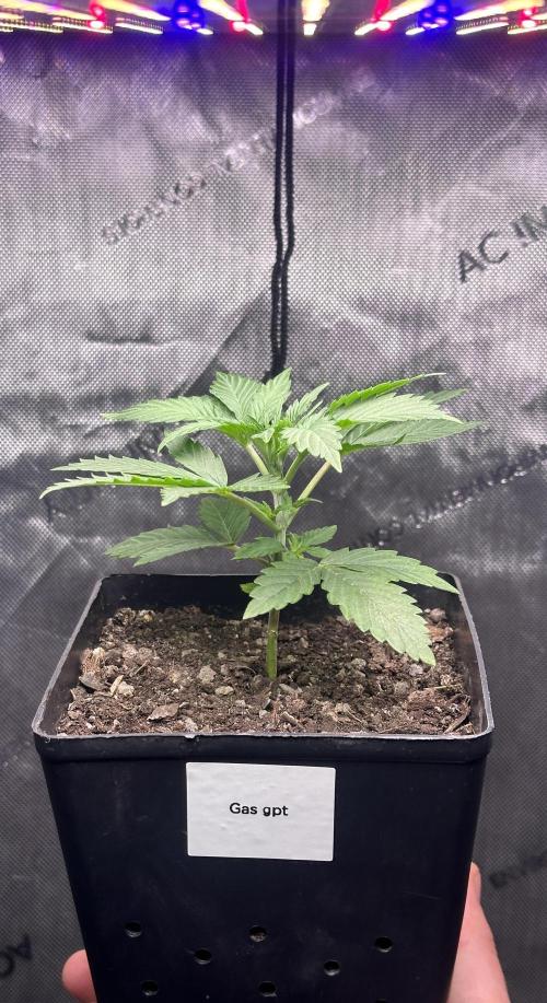 Home Breeding | Living Soil. Week 1