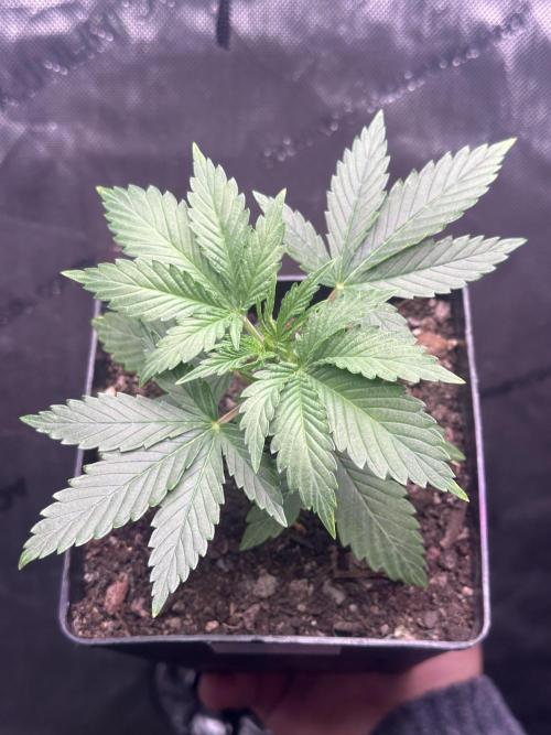 Home Breeding | Living Soil. Week 1