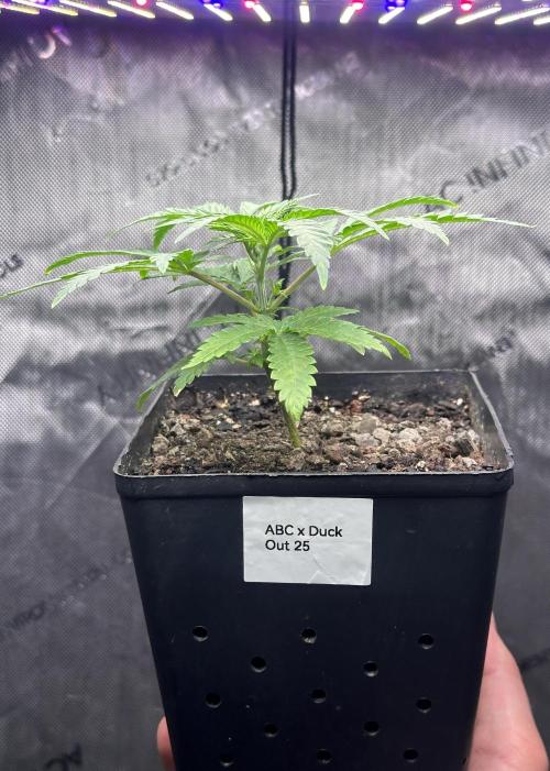 Home Breeding | Living Soil. Week 1