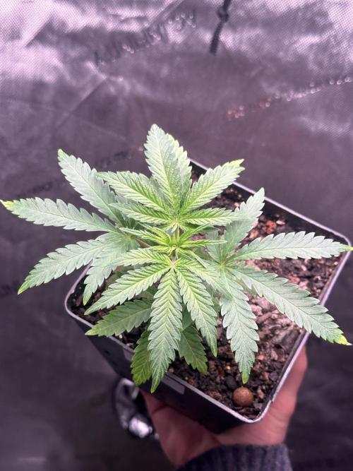 Home Breeding | Living Soil. Week 1