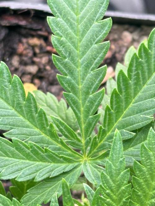 Home Breeding | Living Soil. Week 1