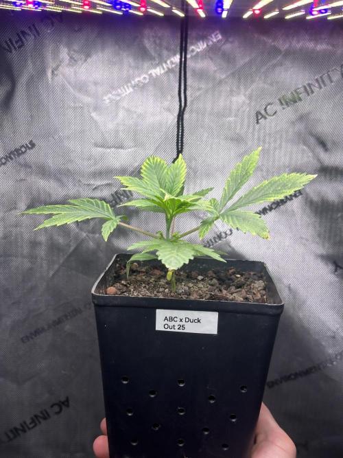 Home Breeding | Living Soil. Week 1