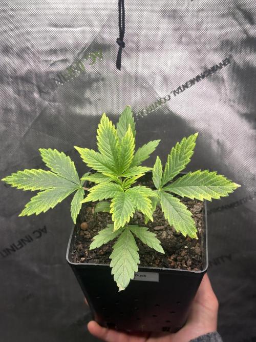 Home Breeding | Living Soil. Week 1