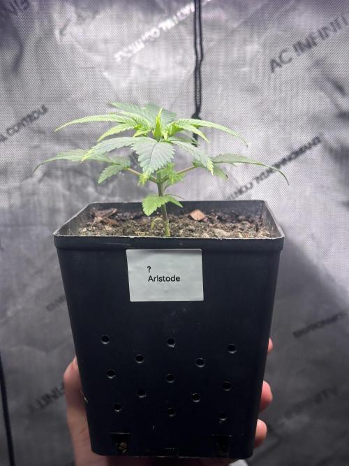Home Breeding | Living Soil. Week 1