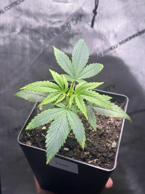 Home Breeding | Living Soil. Week 1