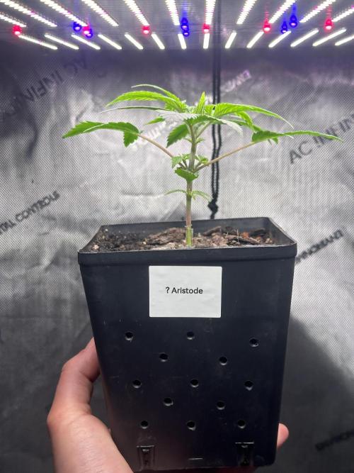 Home Breeding | Living Soil. Week 1