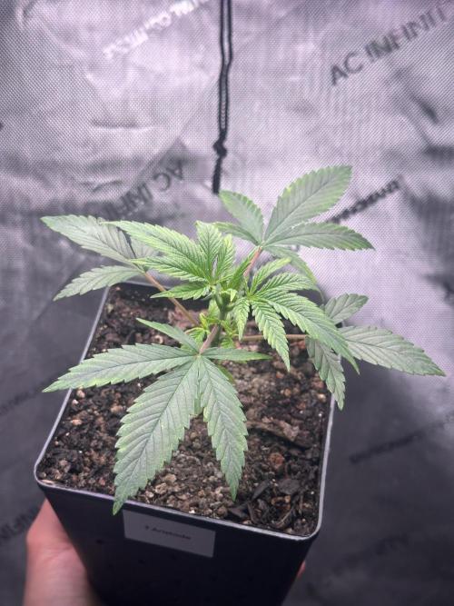 Home Breeding | Living Soil. Week 1