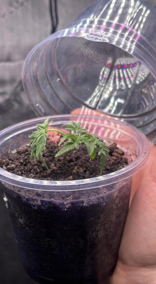 Home Breeding | Living Soil. Week 1