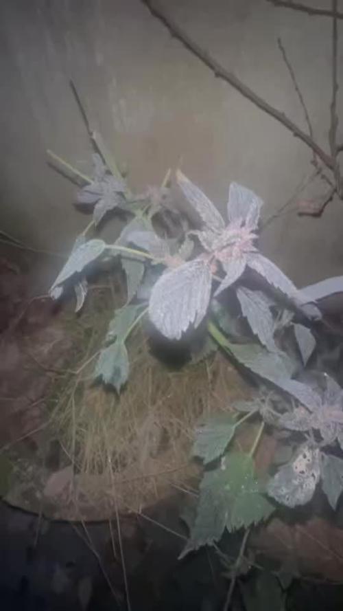 Homemade seed | Living Soil | Lazy grow