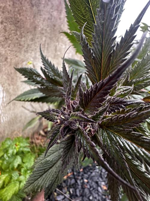 Home Breeding | Living Soil. Week 1