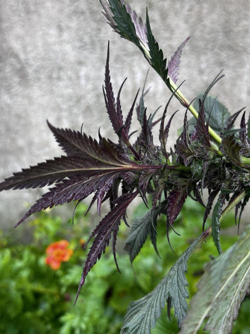 Home Breeding | Living Soil. Week 1