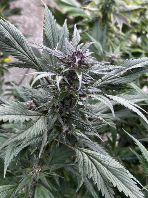 Home Breeding | Living Soil. Week 1