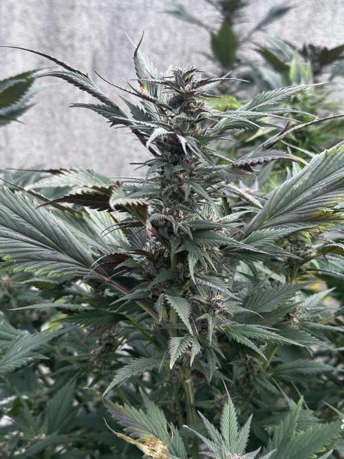 Home Breeding | Living Soil. Week 1