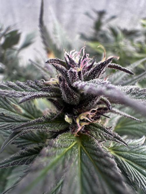 Home Breeding | Living Soil. Week 1