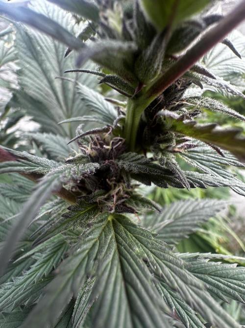 Home Breeding | Living Soil. Week 1