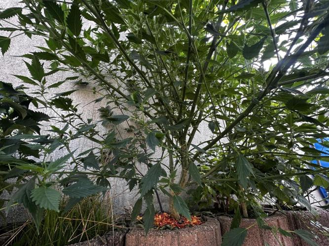 Home Breeding | Living Soil. Week 1