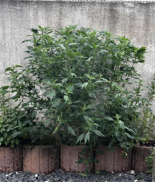 Home Breeding | Living Soil. Week 1