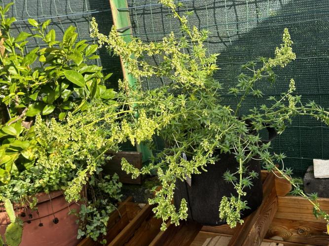 Home Breeding | Living Soil. Week 1
