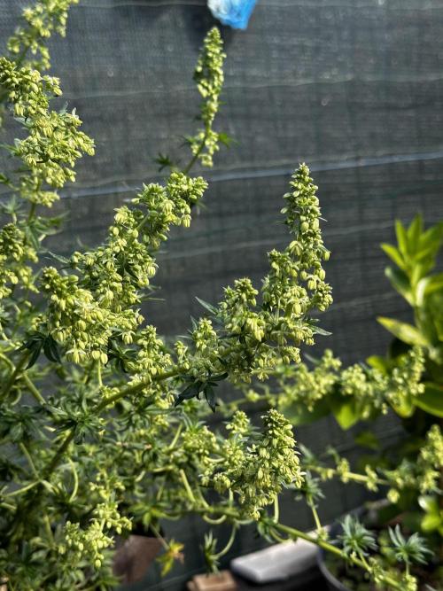 Home Breeding | Living Soil. Week 1